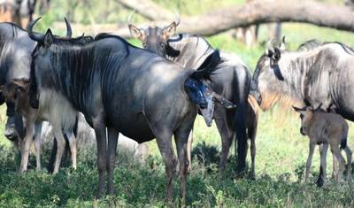 Looking to Enjoy a 6-Day Private Mid-Range Safari to Witness the South Serengeti Migration from Dar es Salaam? Here’s Your Ultimate Serengeti Safari Guide! — 5