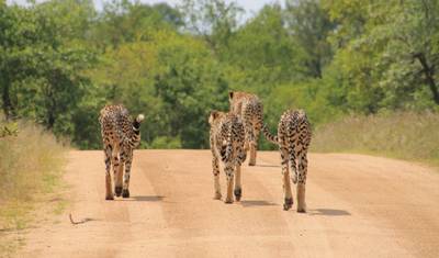 مغامرة عائلية 7 أيام/6 ليالٍ في Kruger وVictoria Falls وChobe — 2
