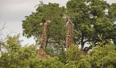 مغامرة عائلية 7 أيام/6 ليالٍ في Kruger وVictoria Falls وChobe — 3