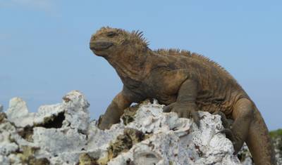 Expedição Ativa de 5 Dias em Galápagos — 4