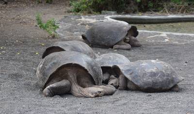 Expedição Ativa de 5 Dias em Galápagos — 5