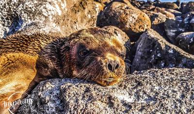 Galápagos Econômico em 6 Dias — 3