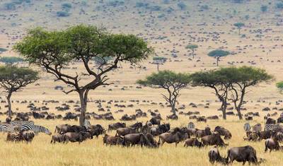 Safari de 3 Dias na Reserva de Caça Masai Mara, Quênia — 2