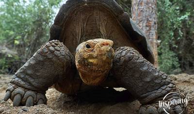8 Dias de Passeio Clássico entre as Ilhas Galápagos — 2