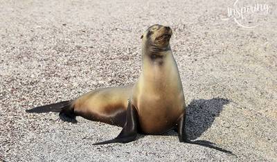 8 Dias de Passeio Clássico entre as Ilhas Galápagos — 5