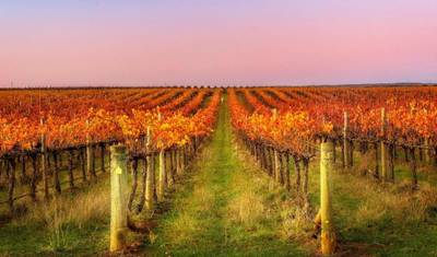 3-dniowe Grapes for Good - Safari e-rowerowe i doświadczenie winiarskie — 2
