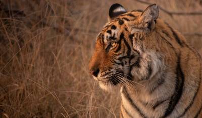 جولة نمور Bandhavgarh و Ranthambore — 5