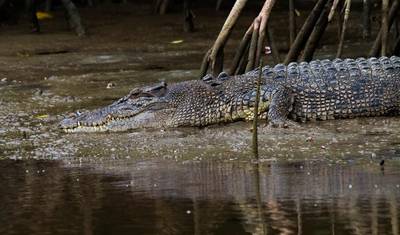 جولة بوتيكية لمدة 3 أيام: Daintree Rainforest، Cape Tribulation & Port Douglas — 2