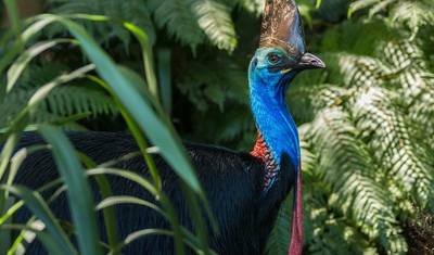جولة بوتيكية لمدة 3 أيام: Daintree Rainforest، Cape Tribulation & Port Douglas — 3