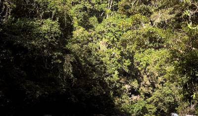جولة بوتيكية لمدة 3 أيام: Daintree Rainforest، Cape Tribulation & Port Douglas — 5