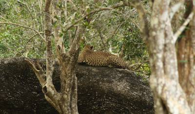 Pegadas de Leopardo no Sri Lanka — 2