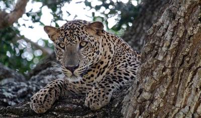 Pegadas de Leopardo no Sri Lanka — 5