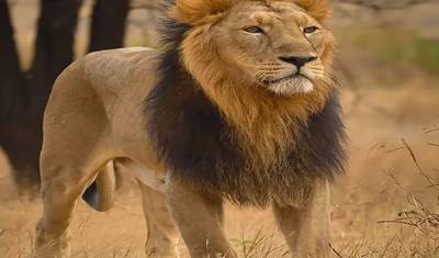 14 Days of Discovering the Wonders of the Wild Kingdoms of Tigers Tour with Taj Mahal (ALL INCLUSIVE) — 2