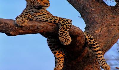 14 Days of Discovering the Wonders of the Wild Kingdoms of Tigers Tour with Taj Mahal (ALL INCLUSIVE) — 3