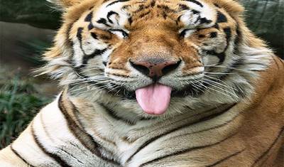 14 Days of Discovering the Wonders of the Wild Kingdoms of Tigers Tour with Taj Mahal (ALL INCLUSIVE) — 4
