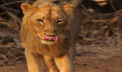 14 Days of Discovering the Wonders of the Wild Kingdoms of Tigers Tour with Taj Mahal (ALL INCLUSIVE) — 5
