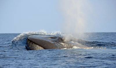 シロナガスクジラの夢 — 5