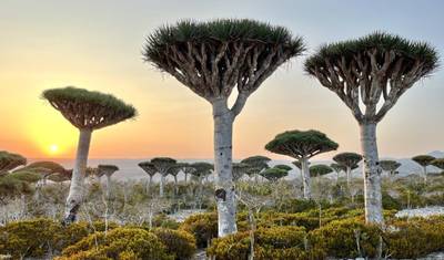 Socotra - 時の果ての島 — 4