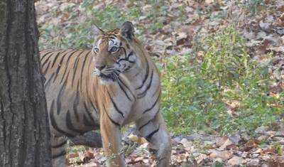7-dniowa wycieczka po Złotym Trójkącie z Ranthambore (Park Narodowy) samochodem z Nowego Delhi — 4