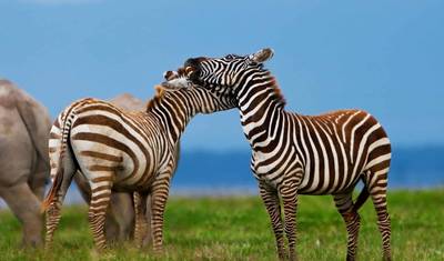 3 days Masai Mara Safari with open roof  4WD vehicle — 4