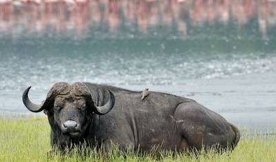 3 days Masai Mara Safari with open roof  4WD vehicle — 5