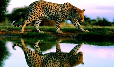 Budget Lower Zambezi National Park wildlife-focused safari (4 Days). — 2