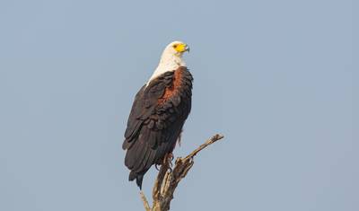 Budget Lower Zambezi National Park wildlife-focused safari (4 Days). — 4