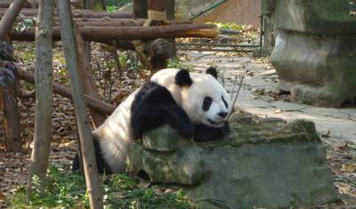 Tour Privado: Exploração de 3 Noites em Sichuan, de Chengdu a Leshan e ao Monte Emei — 3