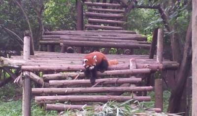 Tour Privado: Exploração de 3 Noites em Sichuan, de Chengdu a Leshan e ao Monte Emei — 4