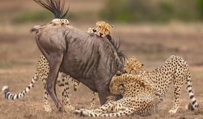15 Dias de Safari Combinado no Quênia e Tanzânia — 2
