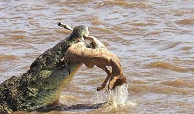 15 Dias de Safari Combinado no Quênia e Tanzânia — 3