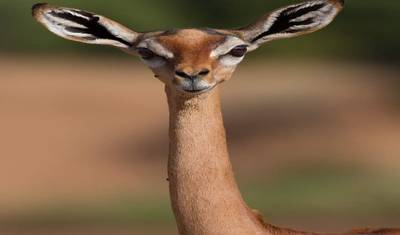15 Dias de Safari Combinado no Quênia e Tanzânia — 4