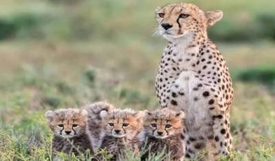 15 Dias de Safari Combinado no Quênia e Tanzânia — 5