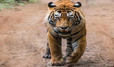 10 Days of Golden Triangle Tour with Wild life Safaris of Northern India(ALL INCLUSIVE) — 2