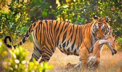 10 Days of Golden Triangle Tour with Wild life Safaris of Northern India(ALL INCLUSIVE) — 3