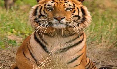 10 Days of Golden Triangle Tour with Wild life Safaris of Northern India(ALL INCLUSIVE) — 4