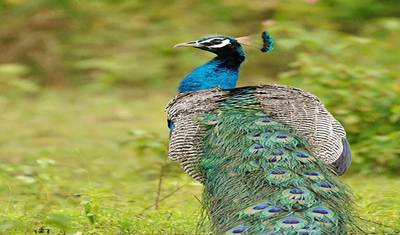 5 Days of Bandipur National Park with Wayanad( ALL INCLUSIVE) — 2