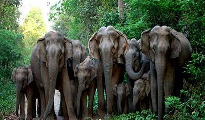 5 Days of Bandipur National Park with Wayanad( ALL INCLUSIVE) — 3