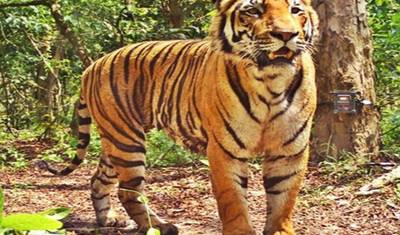 5 Days of Bandipur National Park with Wayanad( ALL INCLUSIVE) — 4