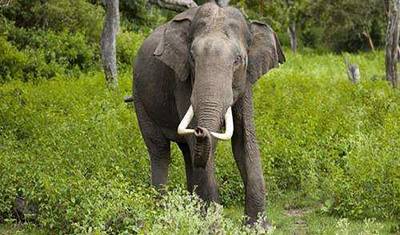 5 Days of Bandipur National Park with Wayanad( ALL INCLUSIVE) — 5