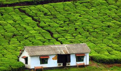 Revel in the Natural Beauty: A 4-day Bandipur Tour with Ooty and Coonoor(ALL INCLUSIVE) — 3