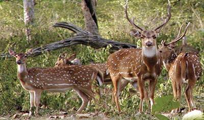 Revel in the Natural Beauty: A 4-day Bandipur Tour with Ooty and Coonoor(ALL INCLUSIVE) — 4