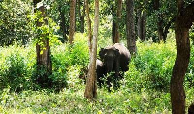 5 Dias em Wayanad & Kabini saindo de Bangalore – Uma Experiência para Guardar na Memória (TUDO INCLUÍDO) — 3