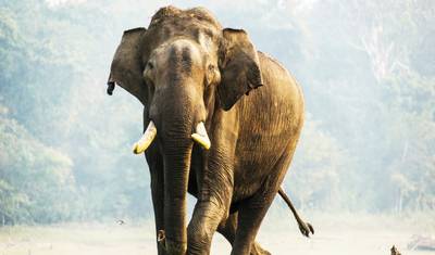 5 Dias em Wayanad & Kabini saindo de Bangalore – Uma Experiência para Guardar na Memória (TUDO INCLUÍDO) — 4