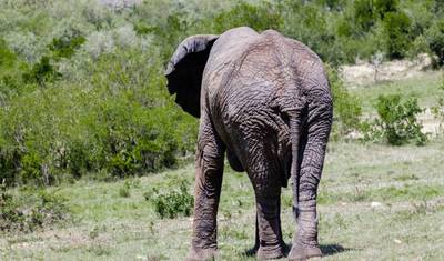 Safari Multigeracional Ideal: Samburu/Solio/Lago Nakuru e Masai Mara — 3