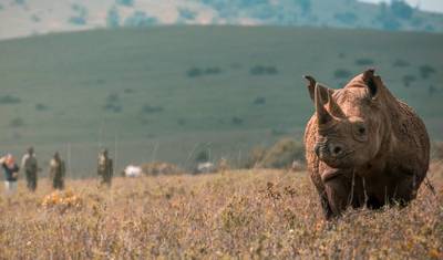 Safari Multigeracional Ideal: Samburu/Solio/Lago Nakuru e Masai Mara — 4
