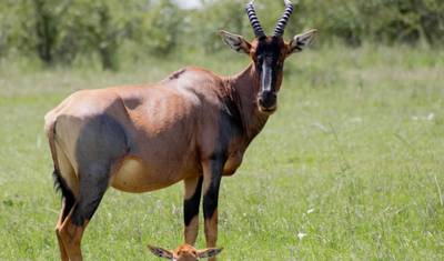 Safari Multigeracional Ideal: Samburu/Solio/Lago Nakuru e Masai Mara — 5