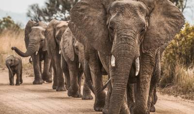 Niezapomniane 4 dni safari w Parku Narodowym Nyerere — 3