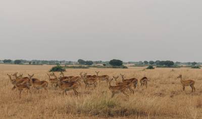 Niezapomniane 4 dni safari w Parku Narodowym Nyerere — 5