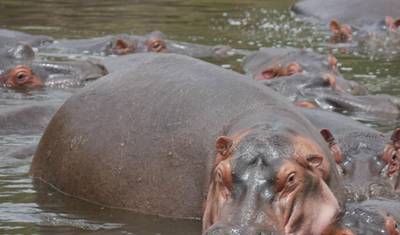 5日間 タンザニア北部サファリ：タランギレ、セレンゲティ、ンゴロンゴロ — 4